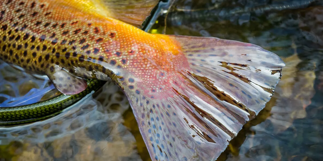 The Small Fly Truth: Why a Size 18 Beats a Size 6 More Often Than You'd Think