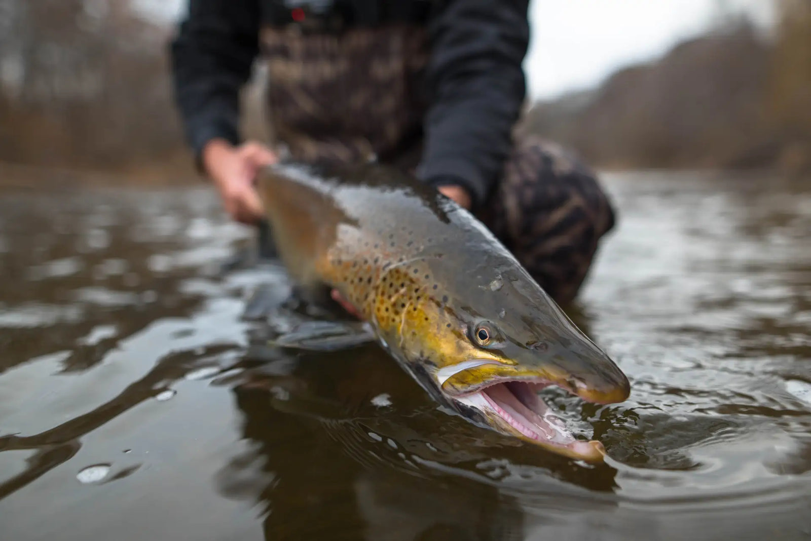 Tips for Big Winter Brown Trout