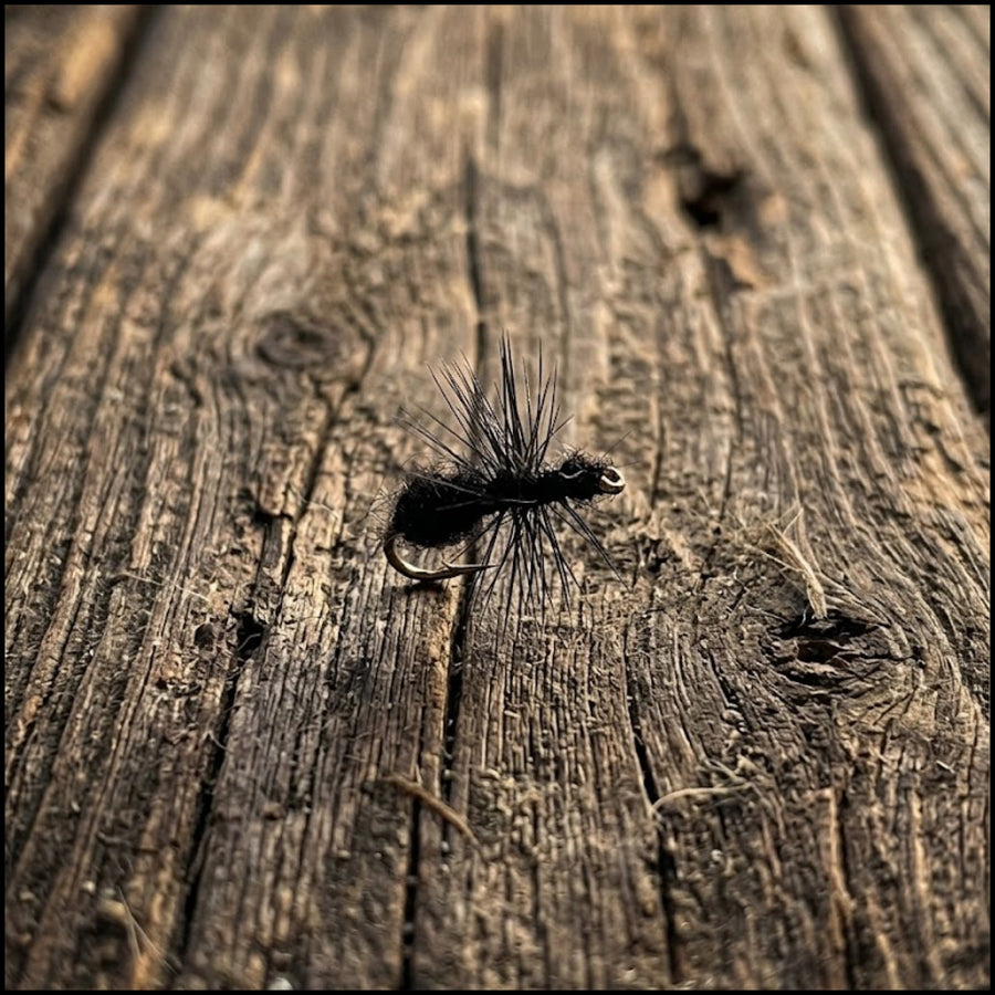 Fur Ant