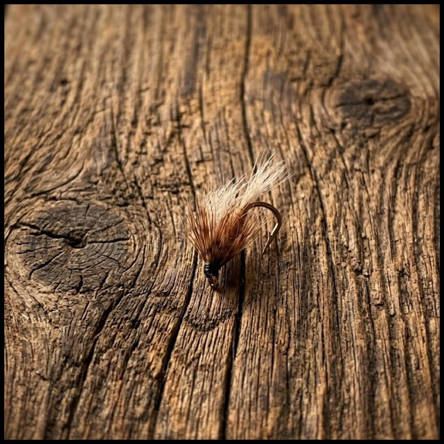 Caddis Pupa