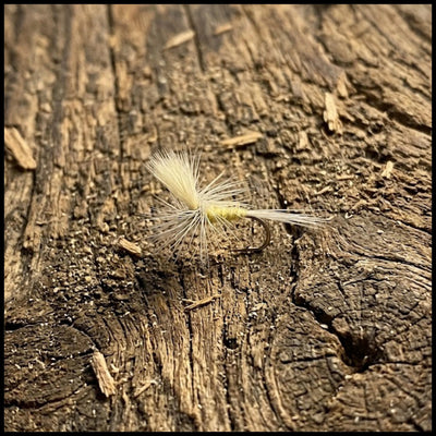 Pale Morning Dun Parachute