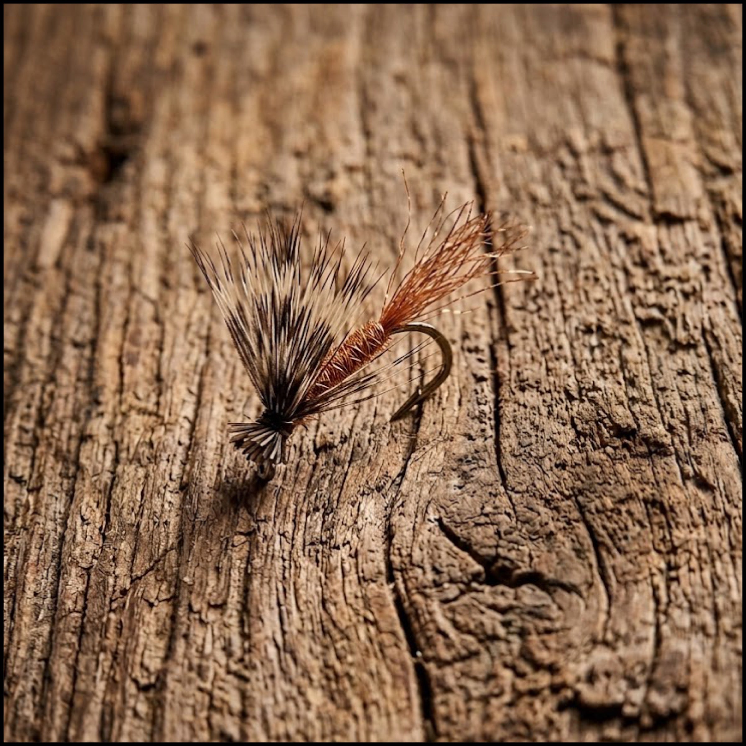 X-Caddis